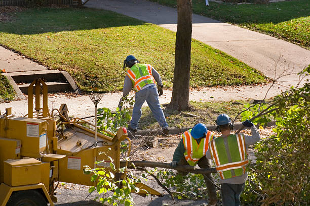 How Our Tree Care Process Works  in High Bridge, NJ